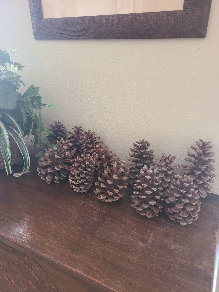  Big PINE CONES  - Decorations / Crafts, 12