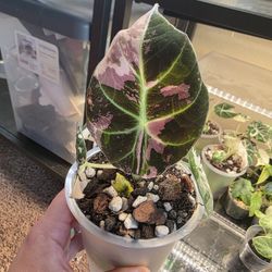 Alocasia Pink Black Velvet 
