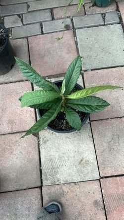 Planta