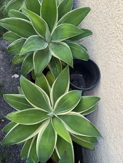 Foxtail Agave