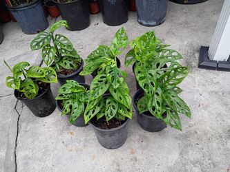 Monstera Adansonii Plant