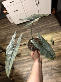 Dragons Breath Alocasia 