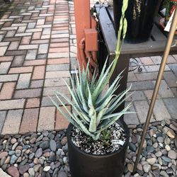 Blue Elf Aloe Succulent Plant In Heavy Pot