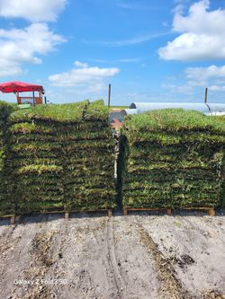 Sod For Sale Grade A Quality