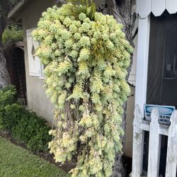 Burro’s Tail Sedum morganianum Succulent 