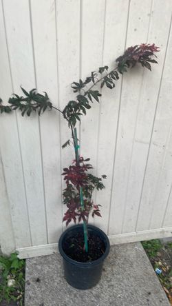 Japanese maple tree