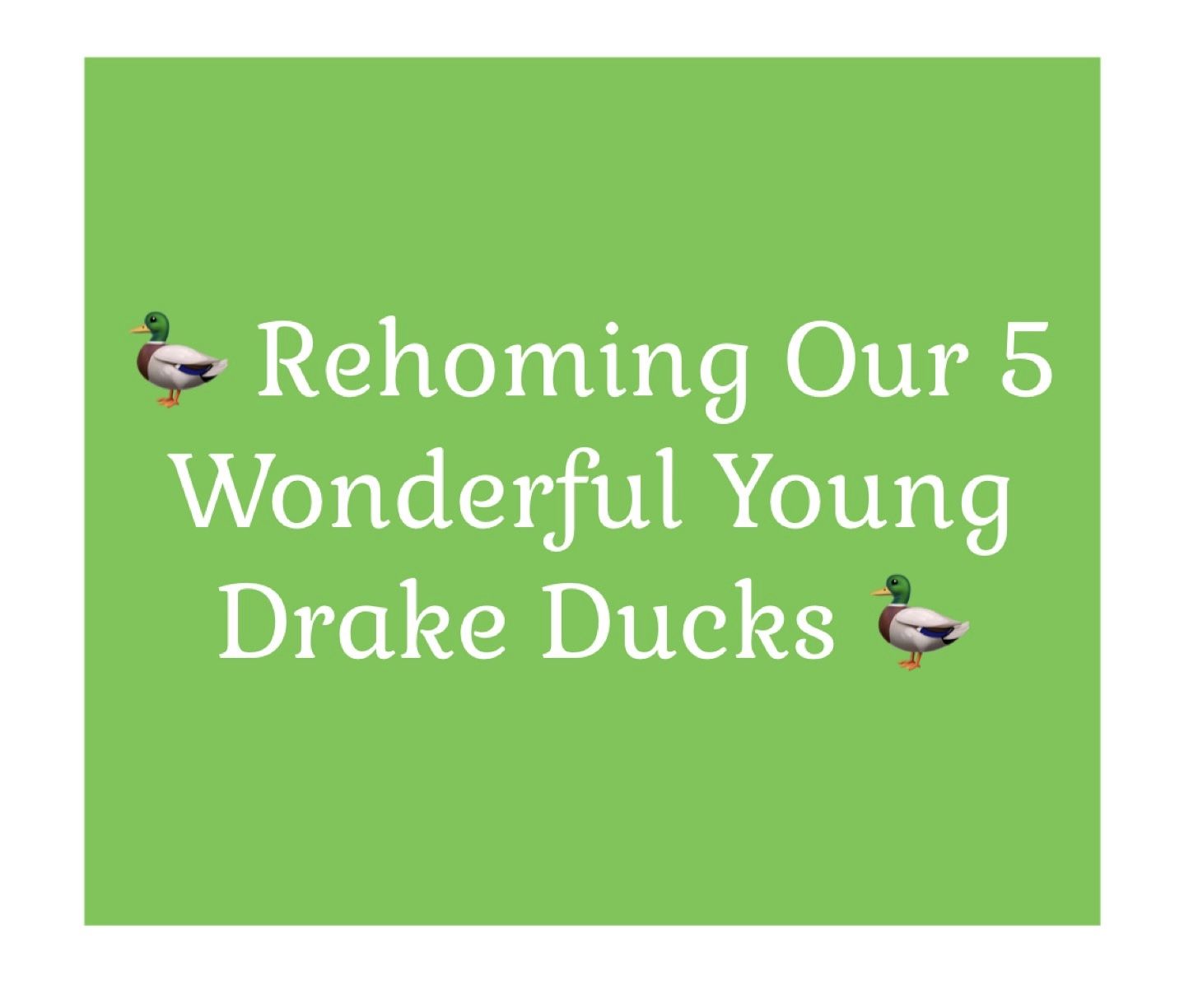 Rehoming Our 5 Wonderful Young Drake Ducks ($50 For All Or $15 Each)