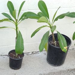 Plumeria Yellow Flowers and Red Flowers