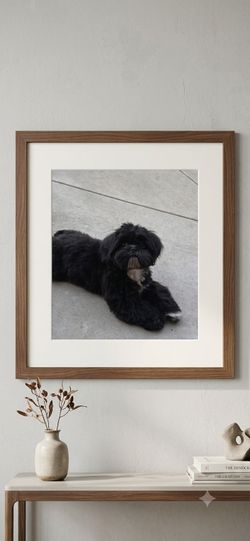 Picasso painting frame Shihtzu