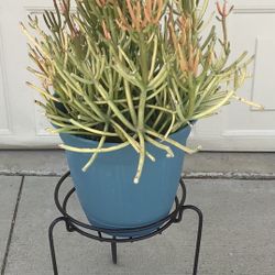 FIRESTICK SUCCULENT  PLANT WITH STAND