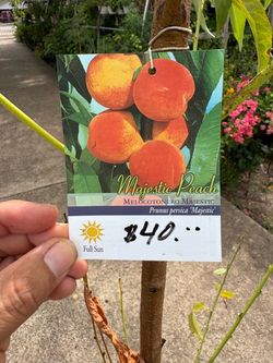 Majestic Peach tree
