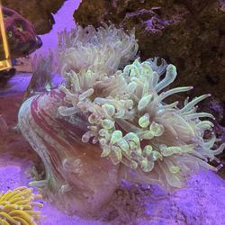 Fake Coral Decoration