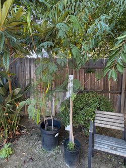 Guajes / Leadtree, white popinac, wild tamarind