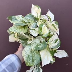 6” manjula pothos