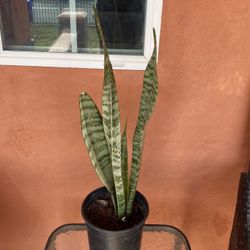 Snake Plant