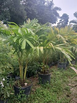 Christmas palms 15gl $85