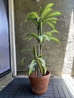 Classic Terracotta Planter