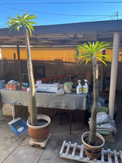 Madagascar Palm in Pots