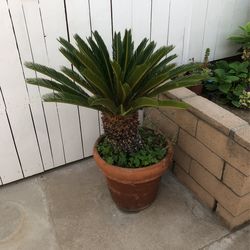 Beautiful ,healthy Sago Palm