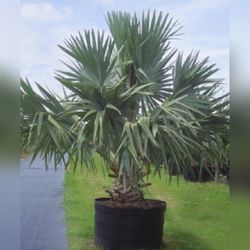 Bismark Palm In 25gal 