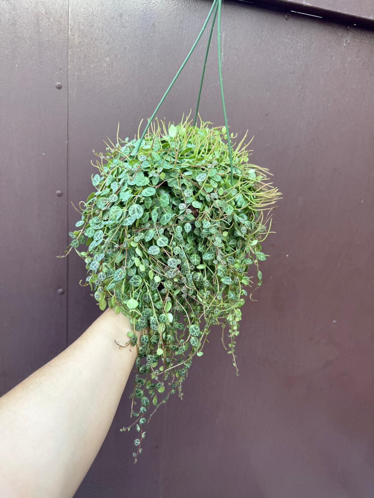 6” strings of turtles 