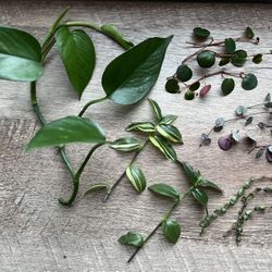 Plant Cuttings Bundle