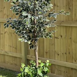 Ficus Benjamina  Fake House Plant 