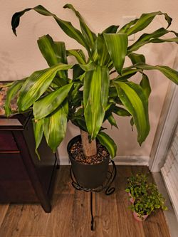 Very nice indoor plant