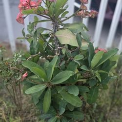 Plantas De Corona De Cristo