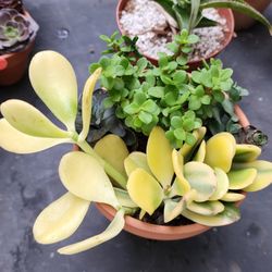SAN LORENZO PLANT SALE THIS WEEK IN SAN LORENZO..CONTACT ME FOR APPT 