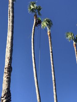 Tremen trees palm wood clean