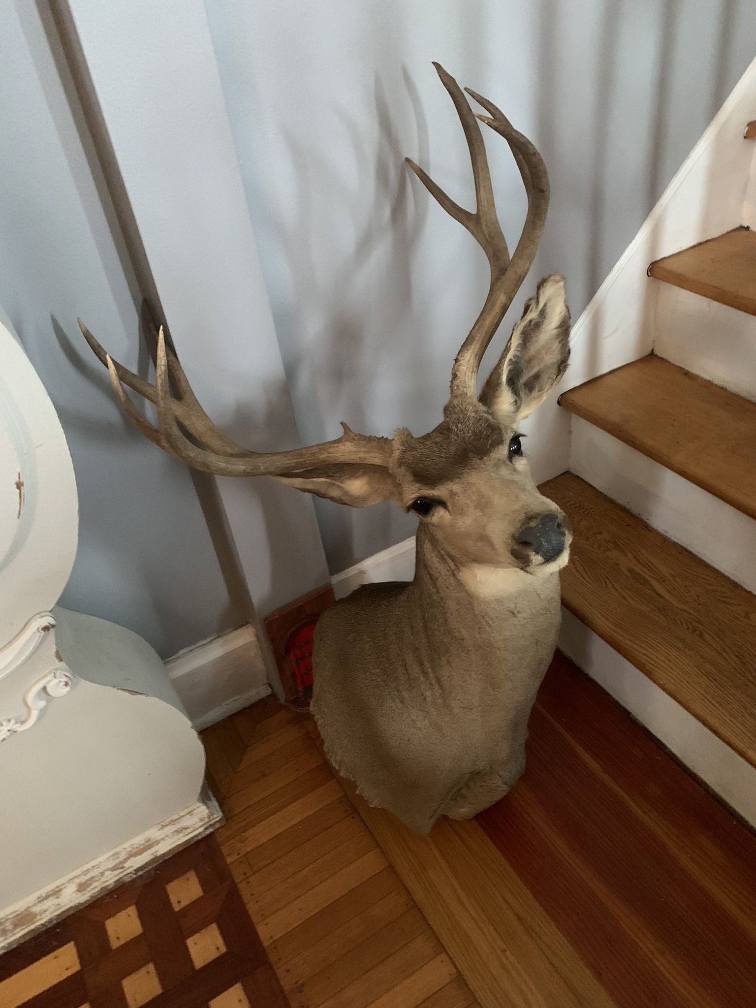Taxidermy Mule Deer!! $180!