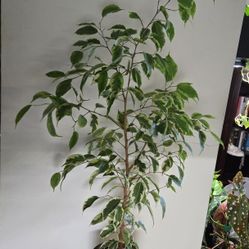 Ficus Benjamina Variegated 