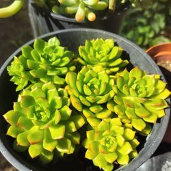 6" Pot Succulent - Sedeveria Letizia