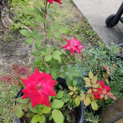 Itengo 5 Asi De Floriados Igrandes 15 Cada Uno 