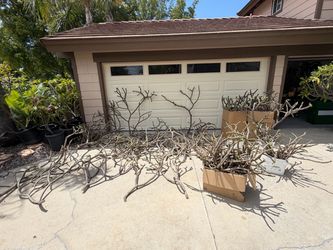 Plumeria Frangipani Cuttings Large Lot