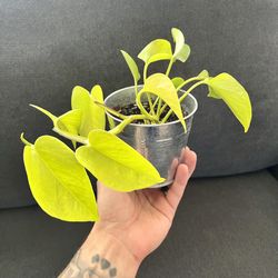 Neon Pothos 