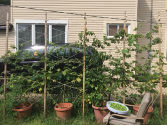 Hop Rhizomes