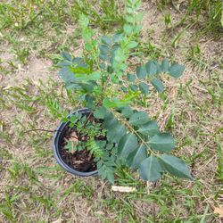 Curry Leaf Plant 