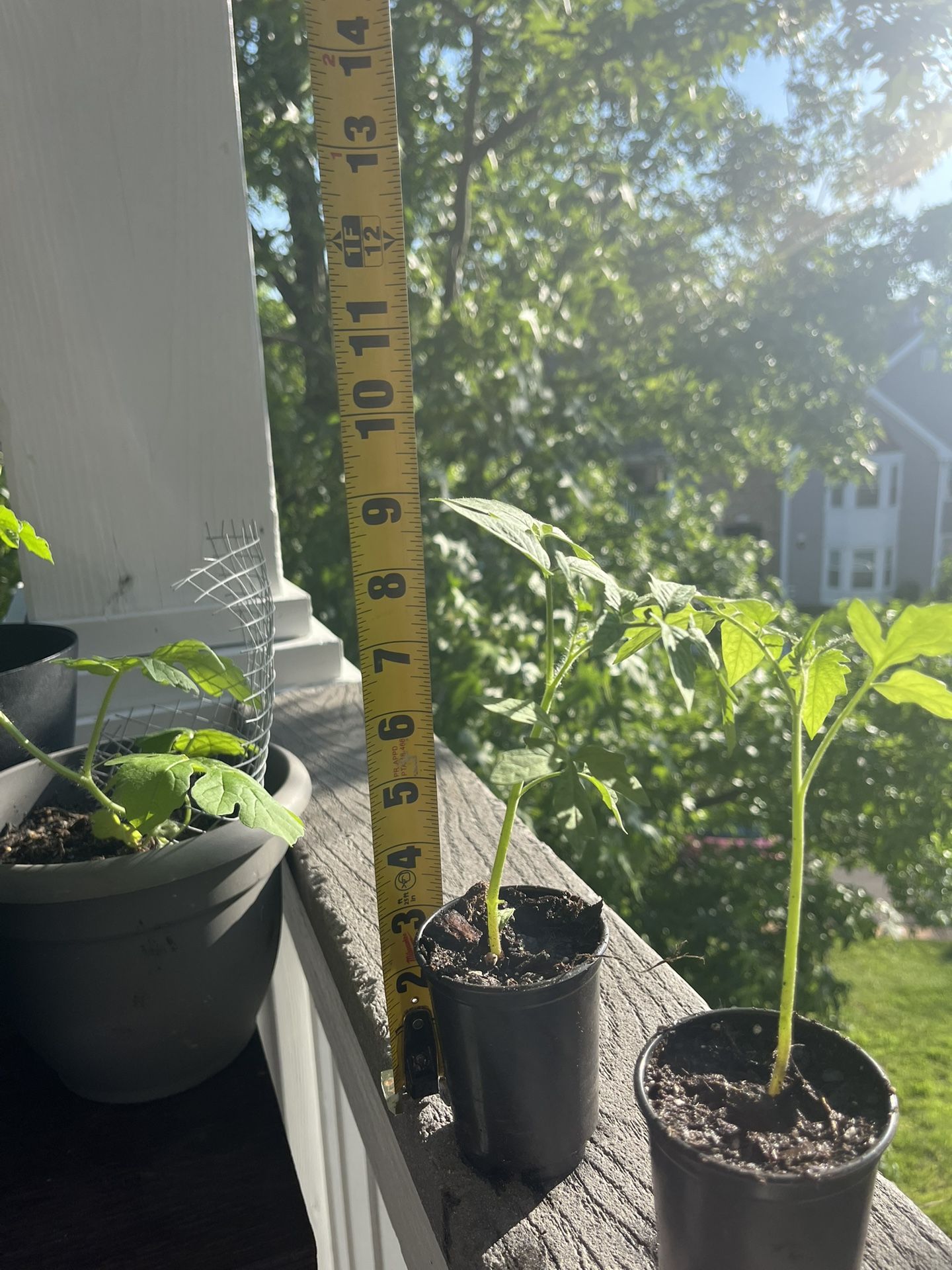 Tomato Plant 