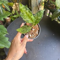 Aglaonema Pictum Tricolor Plant 