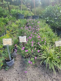 I gallon Lantana Purple
