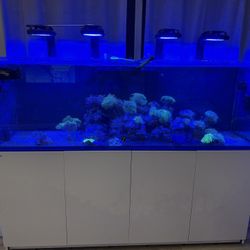 Aquarium, Fish tank ,redsea