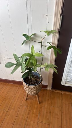 Philodendron florida ghost plant with modern planter pot