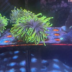 Saltwater Reef Fish Tank Fake Decor 