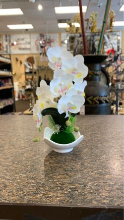 Orchid