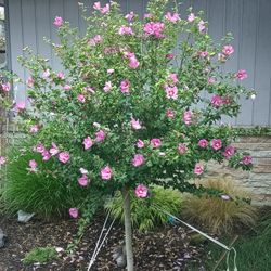 Hibiscus Tree For Sale