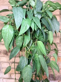 Cebu Blue Pothos, 6 Inch, Extra Long, $28