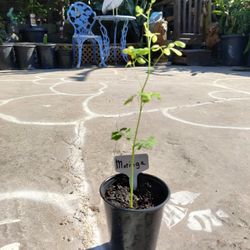 Yes Moringa  Moringa, also known as the "drumstick tree" or "horseradish tree