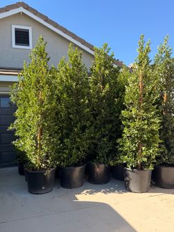 Carolina cherry 25 gal